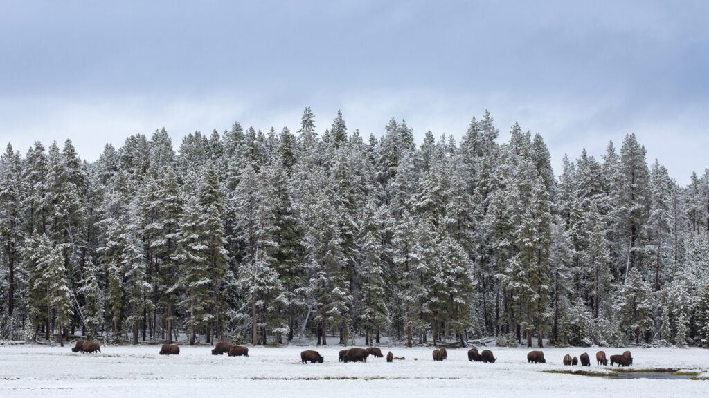 Wild Bison in Yellowstone National Park, photo by Brynn Alise