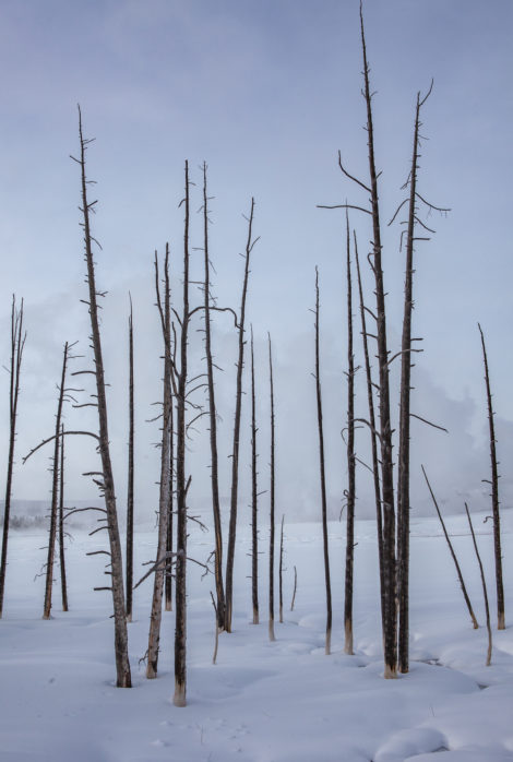 Dead trees in a thermal pool in mid-winter, Yellowstone National Park. You can only view this in winter from a snowcoach.