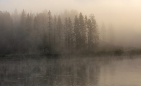 Trees along the Yellowstone River in Hayden Valley in a thick fog as the sun tries to push through at sunrise.