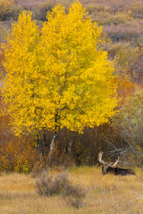 A bull moose tries to blend in with the aspen and the fall colored grasses late in September, Grand Teton National Park