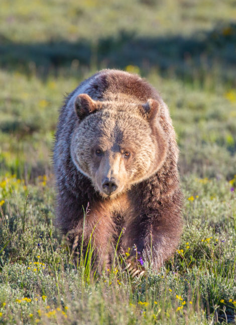 Large female grizzly bear in Grand Teton National Park