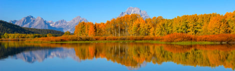 The colors of fall in Grand Teton National Park the way we all hope to see them if we travel there later in September or early October.