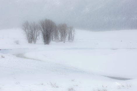 Hayden Valley covered in a blanket of snow after a blizzard that closed the park for a couple of days, Yellowstone National Park